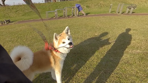 RehaVRのVR散歩コース「秋田犬と散歩」のイメージ画像です