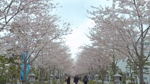 RehaVRコンテンツ 桜の段葛のVR散歩イメージ