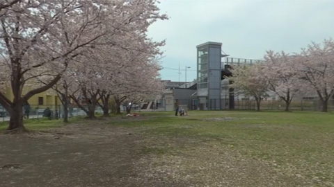RehaVRコンテンツ 町のはらっぱと桜のじゅうたんのVR散歩イメージ