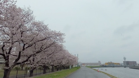 RehaVRコンテンツ 矢向一丁目公園の桜並木のVR散歩イメージ