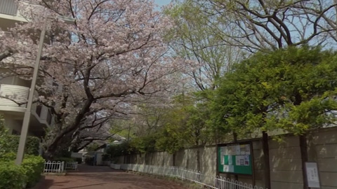 RehaVRコンテンツ 桜ロードにつづく散歩道のVR散歩イメージ