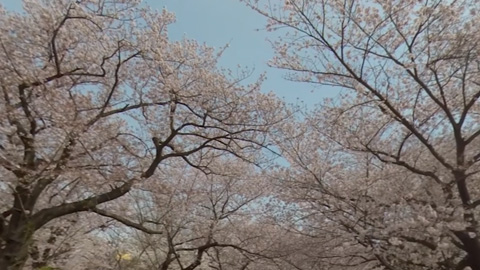 RehaVRコンテンツ 南河原公園お花見さんぽのVR散歩イメージ