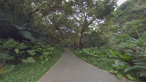 RehaVRのVR散歩コース「ガンガラーの谷を自由に散策 その1」のイメージ画像です
