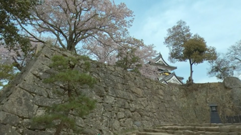 RehaVRコンテンツ 彦根城の桜と天守のVR散歩イメージ